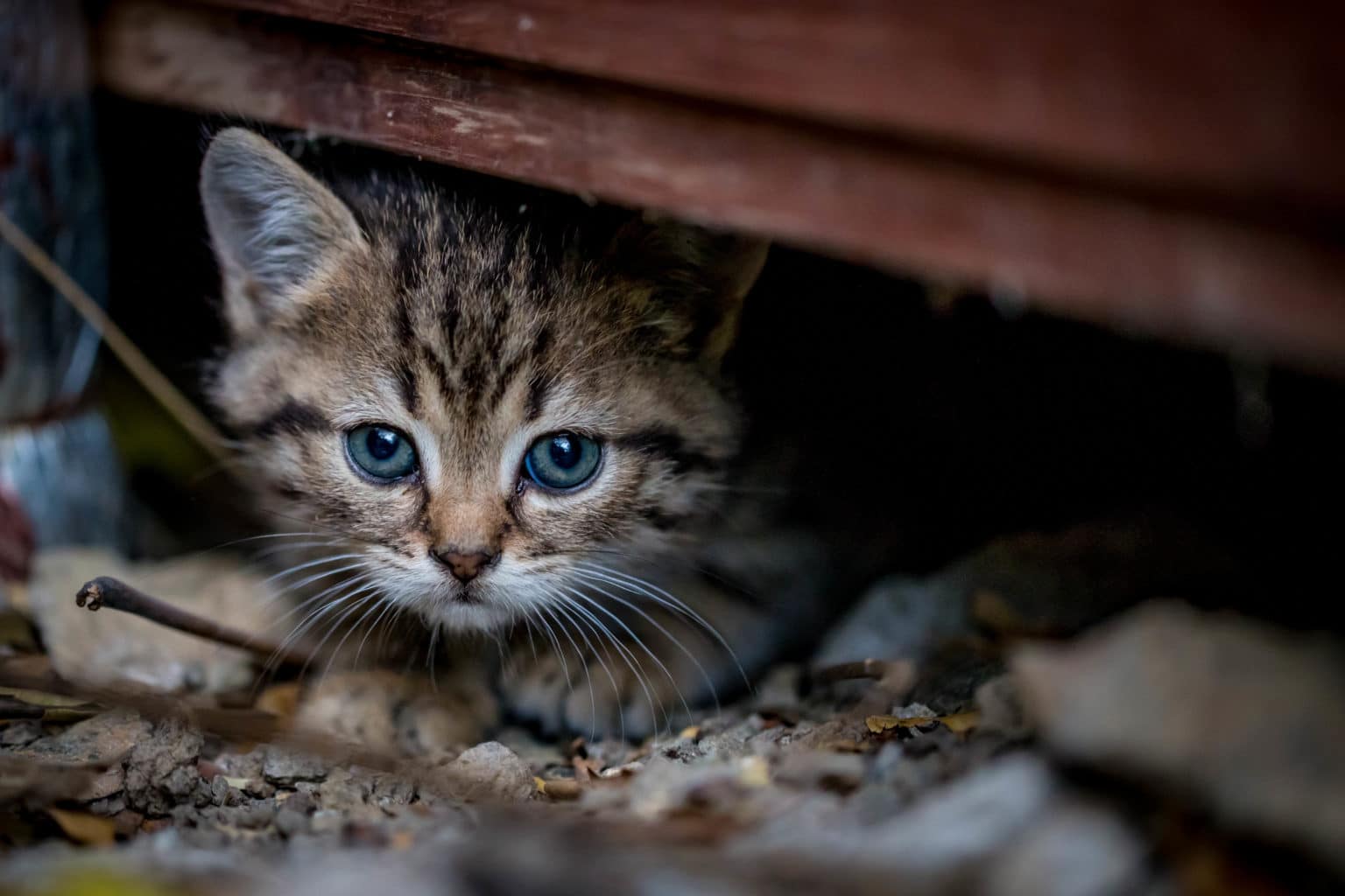 Katt som gjemmer seg under hus