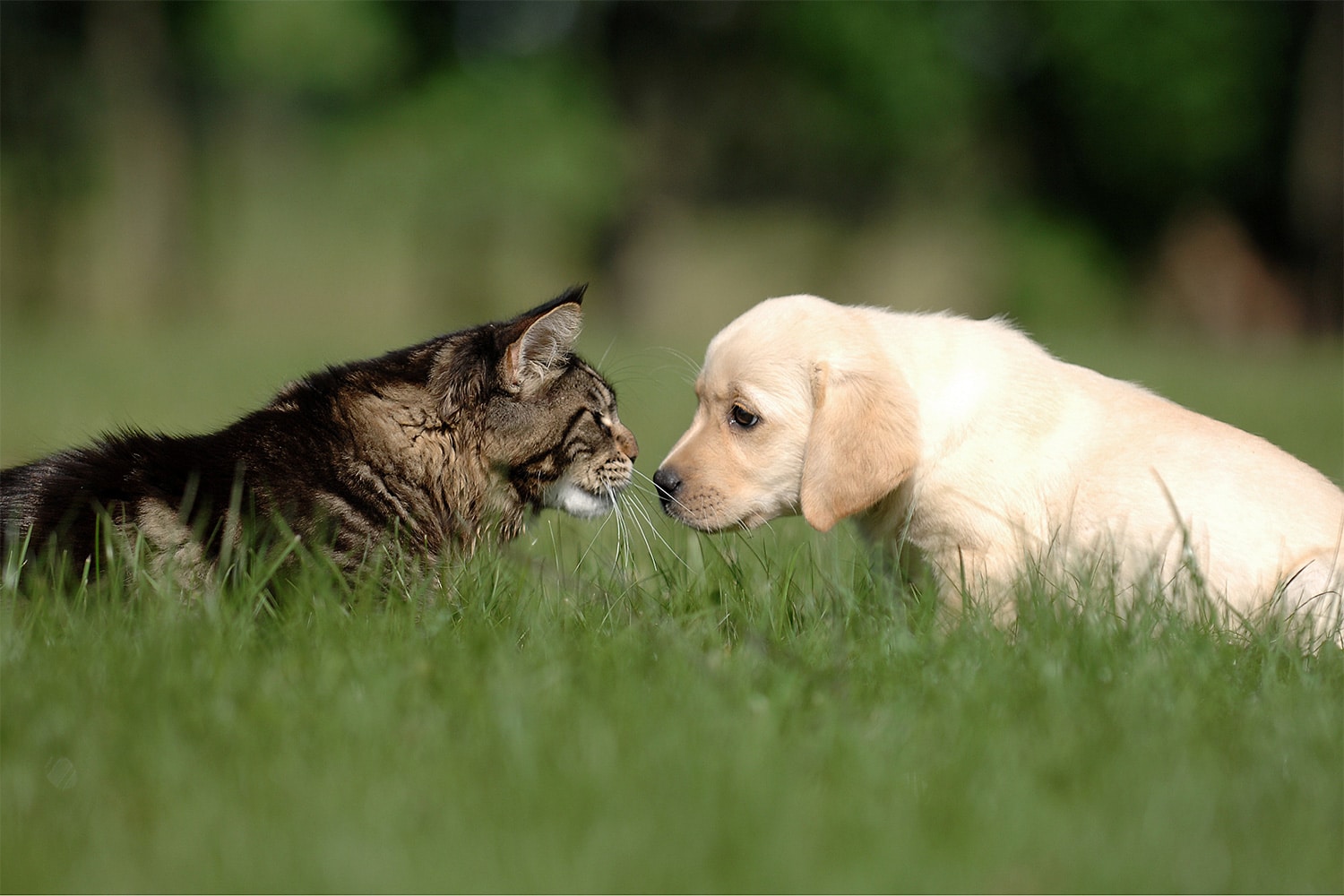 Katt og hund som kikker på hverandre, ses fra siden