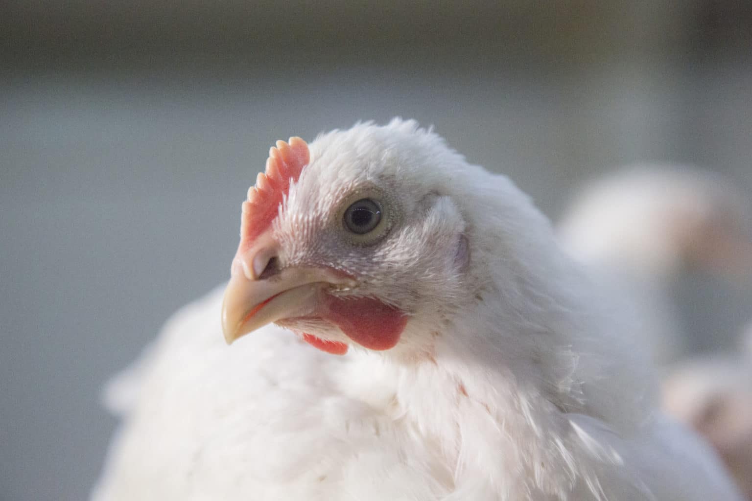 Norway's Biggest Retailer Starts To Phase In Slower Growing Chicken 