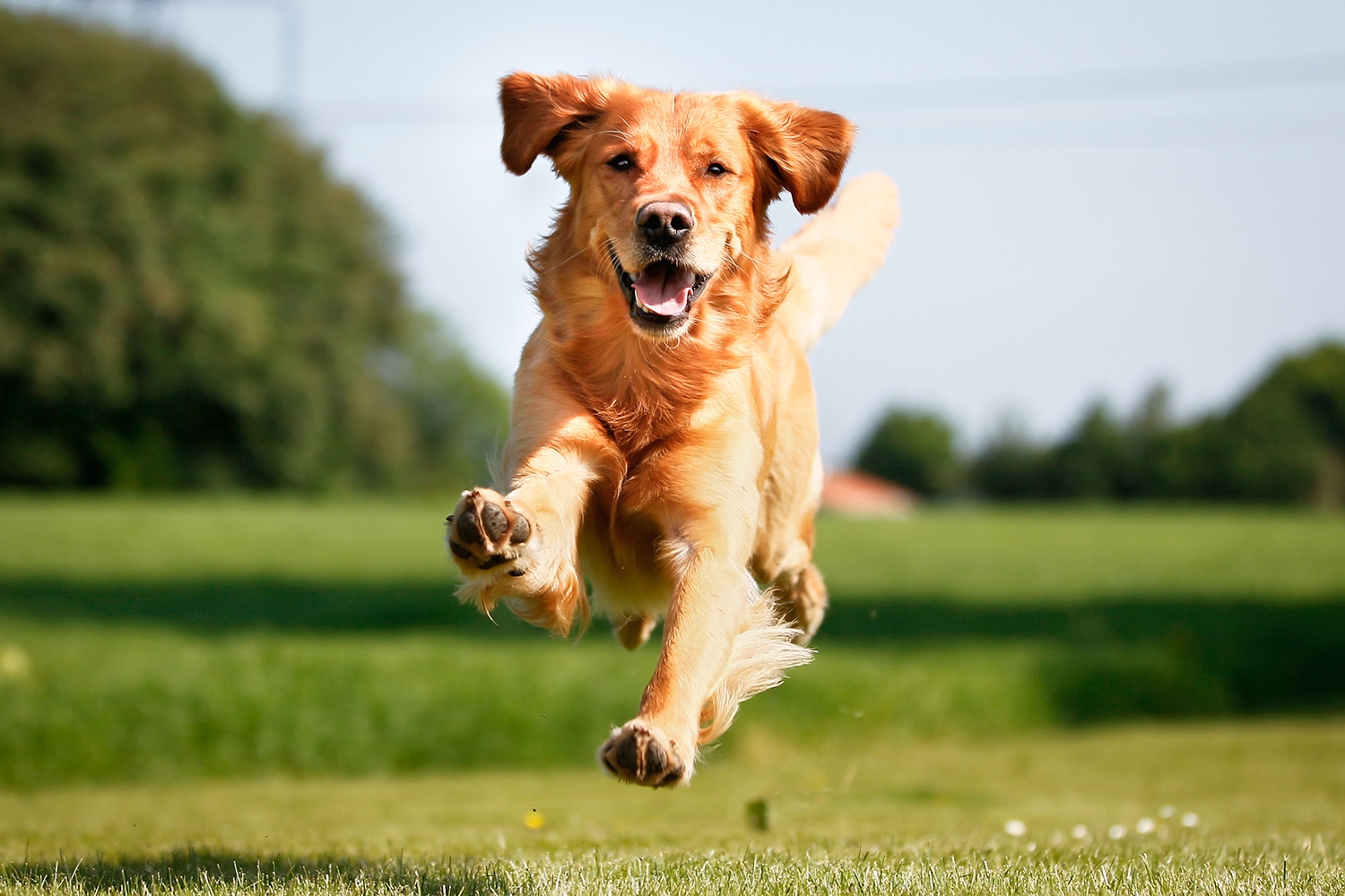 Ingen Meget rart godt Konklusion Ønsker du deg hund? Her får du tips om hunderaser, trening og mye mer!￼ -  Dyrevernalliansen