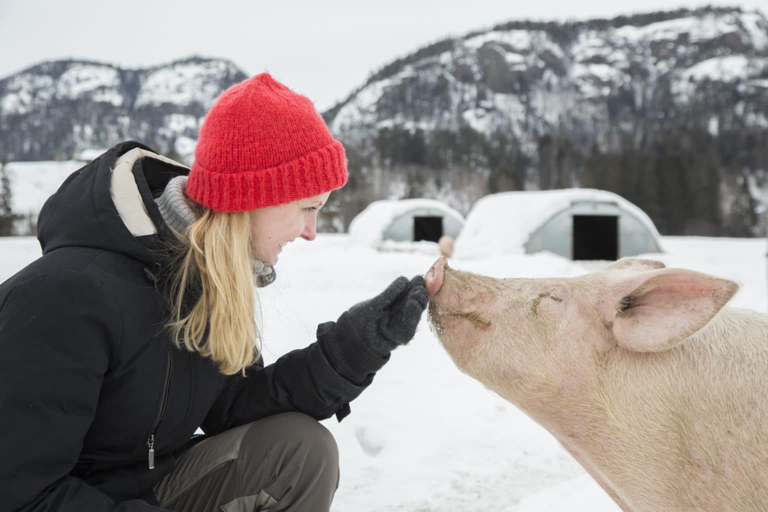 Veterinær Helle Haukvik med gris på Virgernes gård