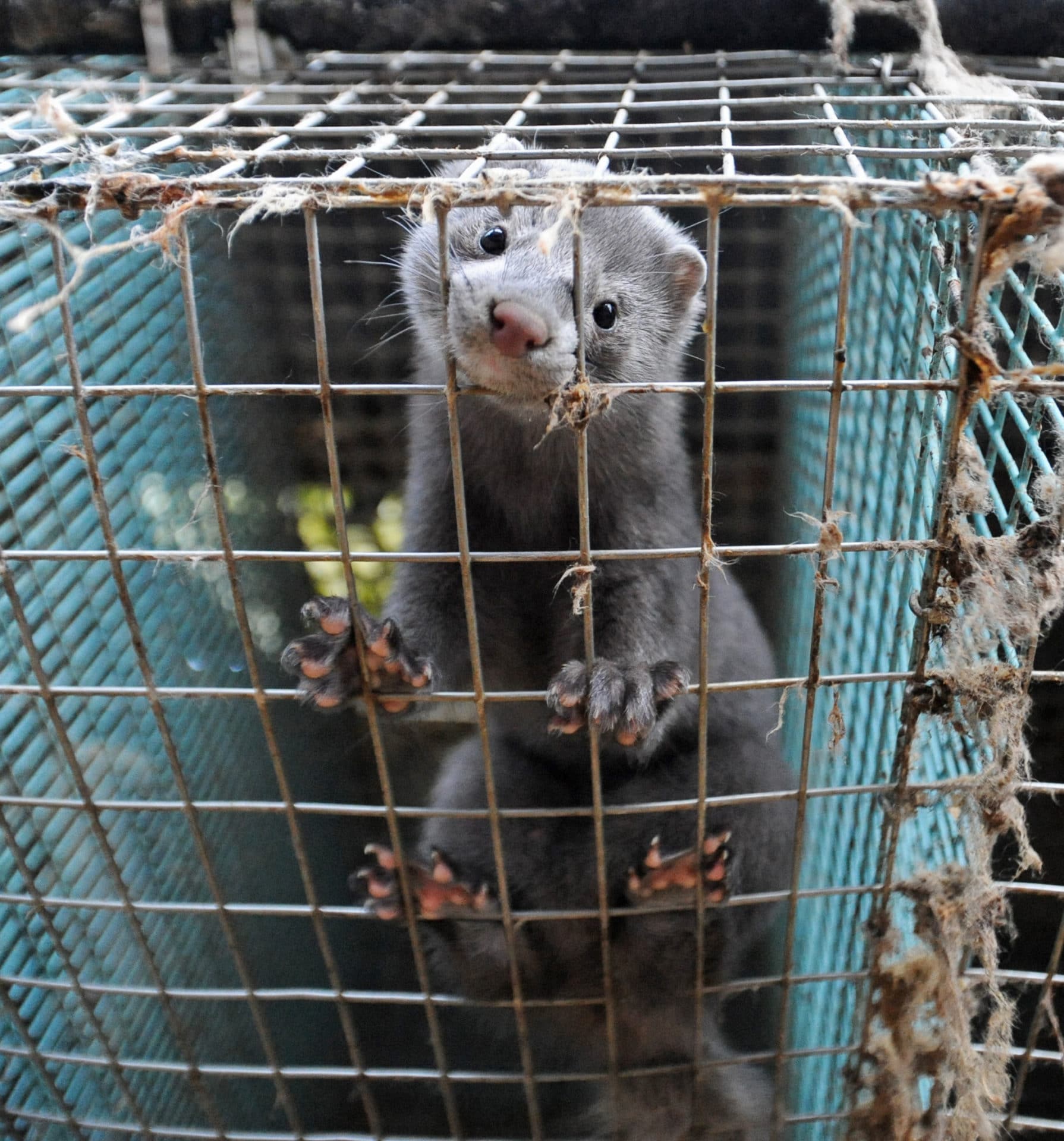 Mink på svensk pelsfarm