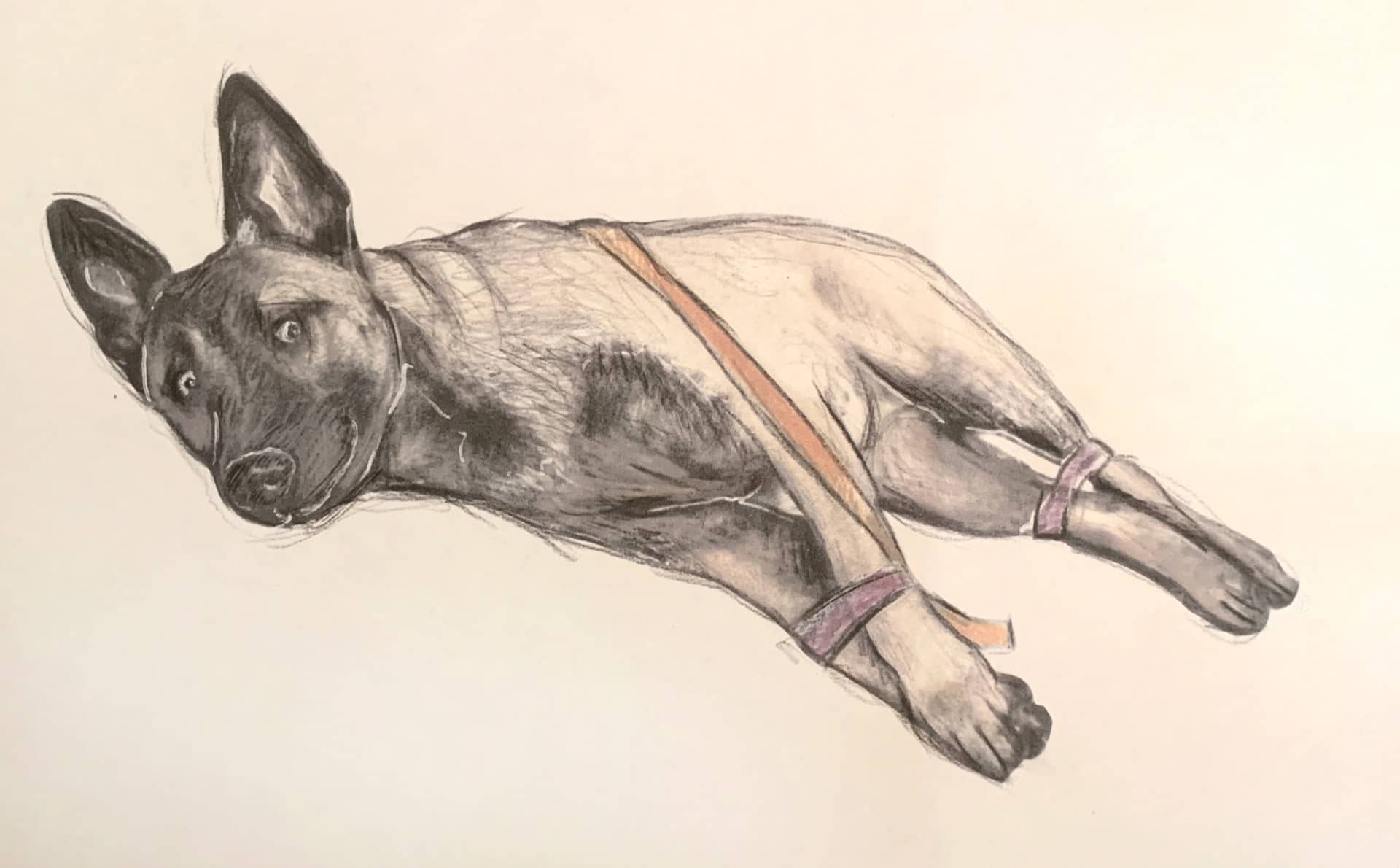Tegning av en hund som er bundet fast. Vi krever dyrevelferdsattest for å stoppe overgripere!