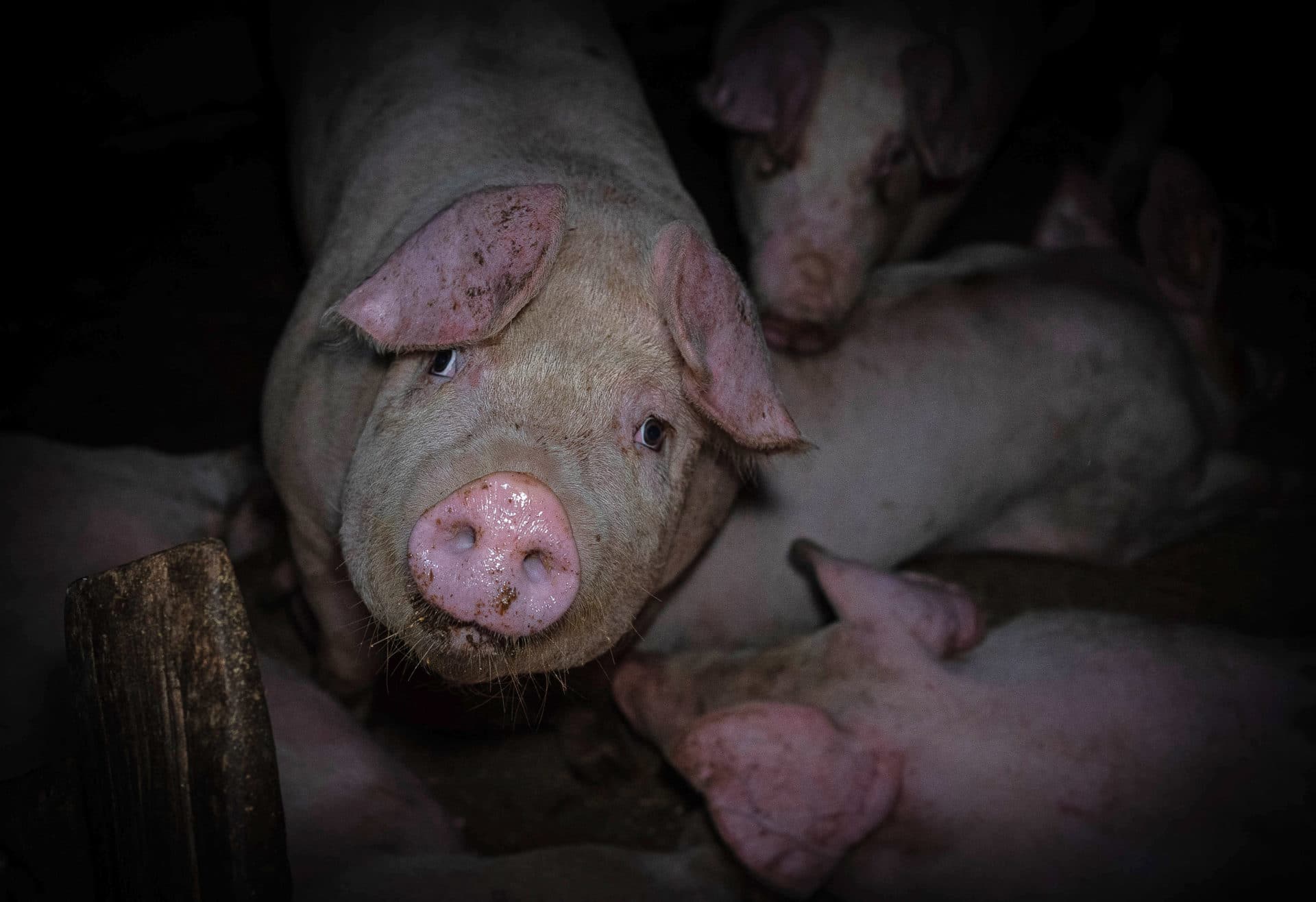 Norsk møkkete gris ser inn i kamera - dyrepoliti i Norge
