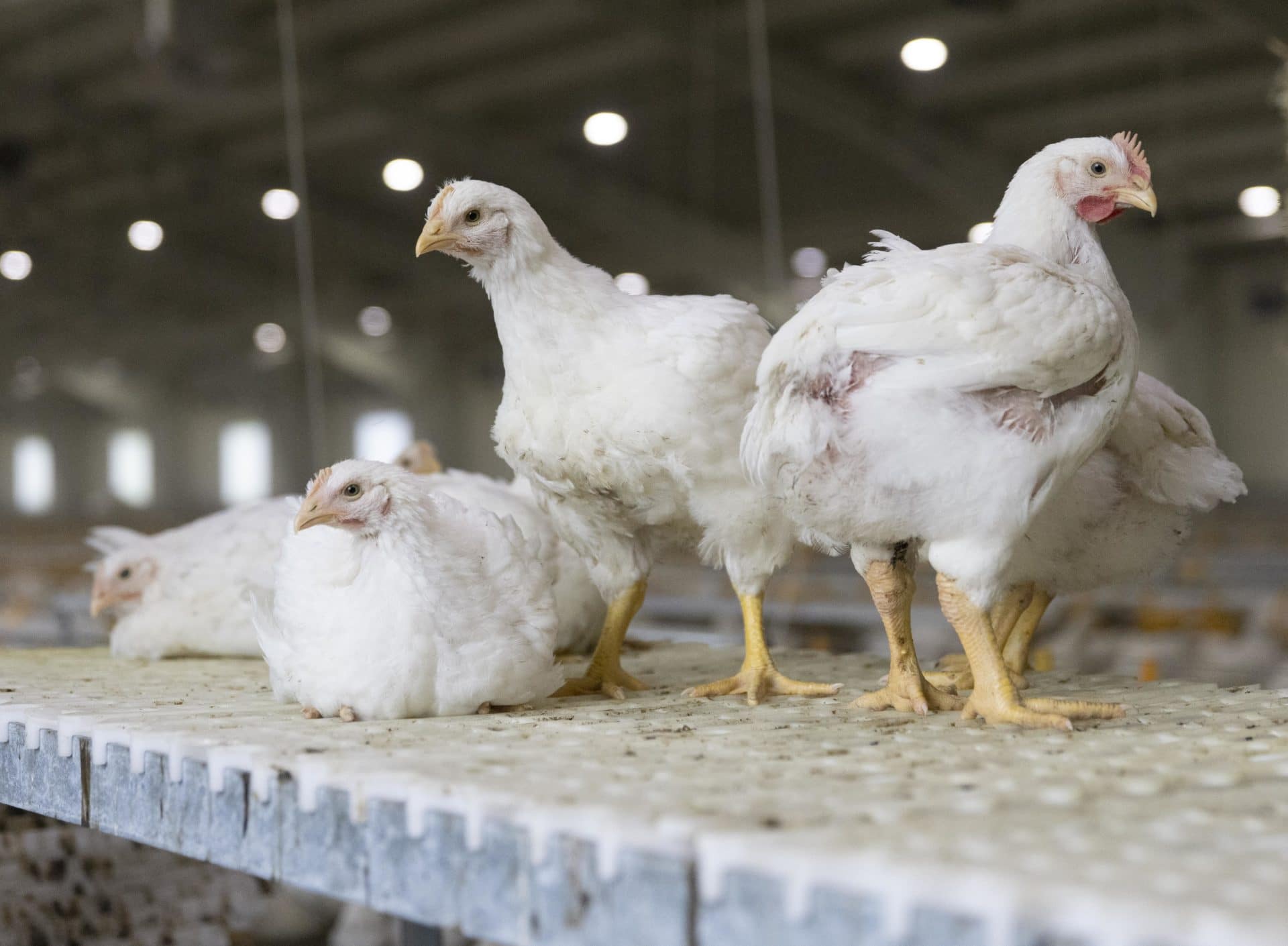 More space and daylight for nearly 20% of Norwegian chickens -  Dyrevernalliansen