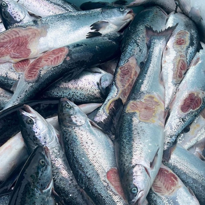 Syke laks med vintersår. Millioner av laks dør hvert år i norsk fiskeoppdrett. Slik vil regjeringen at norske dyr skal leve.
